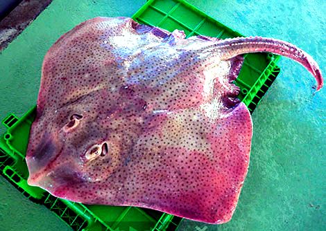 Raja brachyura_04.jpg